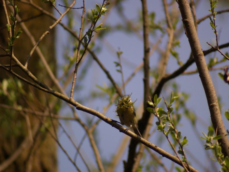 Cinciarella mascherata